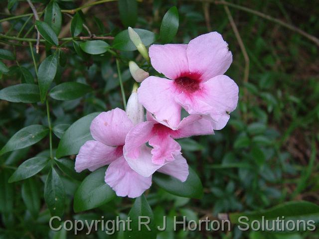 Pandorea Jaminoides Bower of Beauty